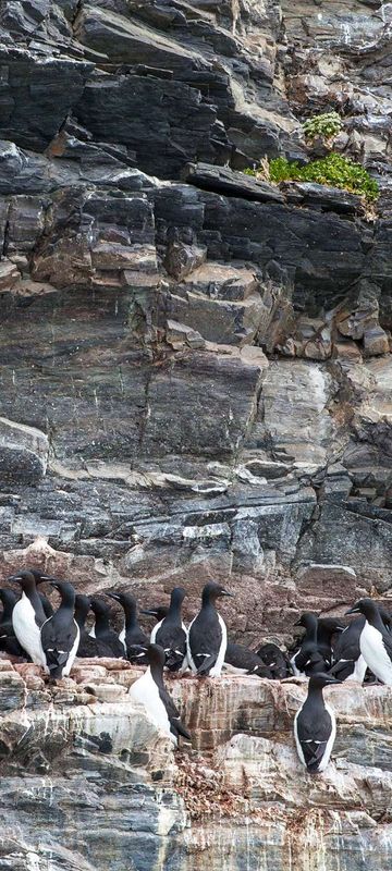 arctic spitsbergen guillemots on cliff face istk