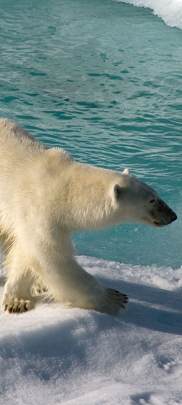 arctic spitsbergen polar bear on ice dbrom