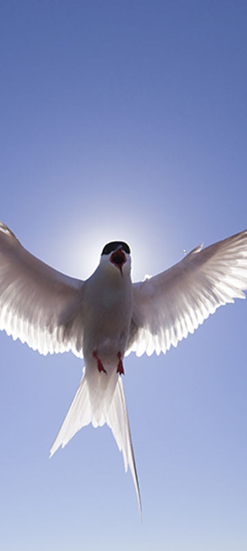 arctic tern in flight william gray