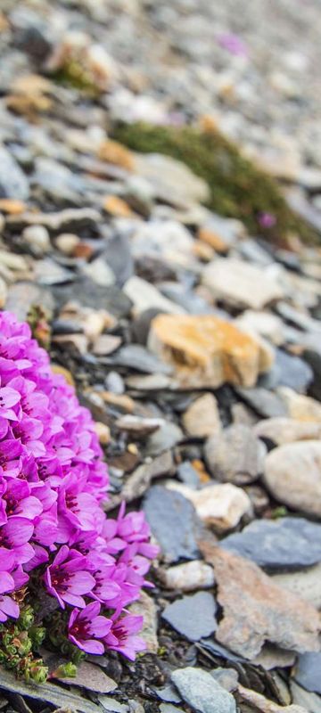 arctic wildflowers in spitsbergen astk