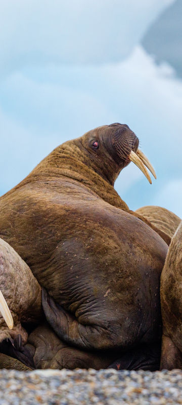 Male walrus hauled out on beach