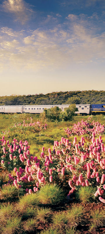 australia indian pacific train journey flora