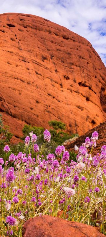 australia northern territory kata tjuta valley of the wild flowers astk