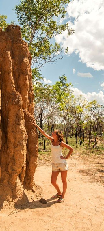 australia northern territory litchfield national park termite mound istk