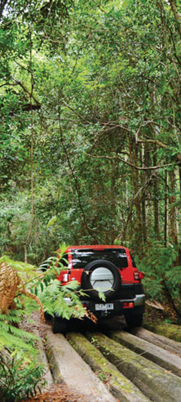 australia queensland daintree national park teq