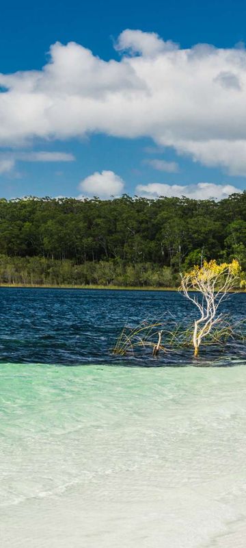 australia queensland lake mckenzie fraser island istk