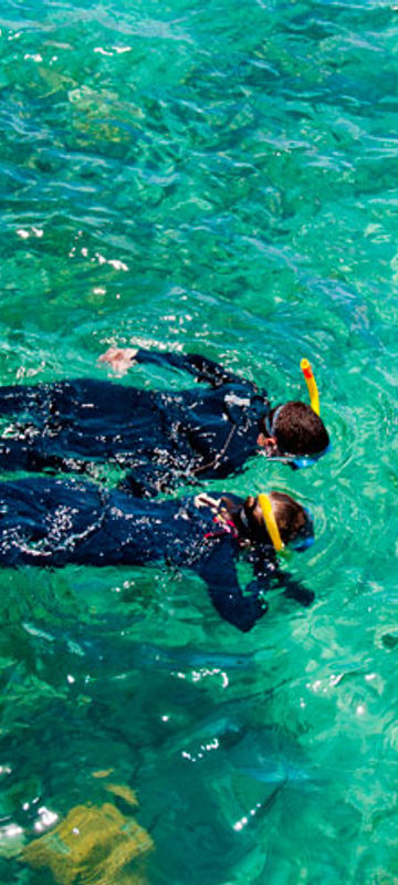 australia queensland snorkelling over reef as