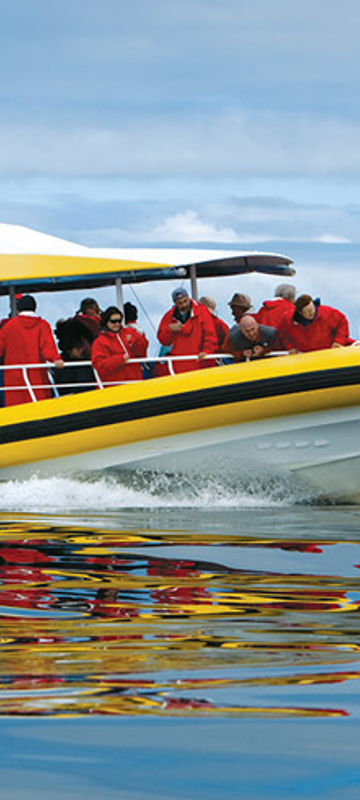 australia tasmania bruny island cruise dolphins