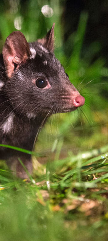 australia tasmania spotted tail quoll tt