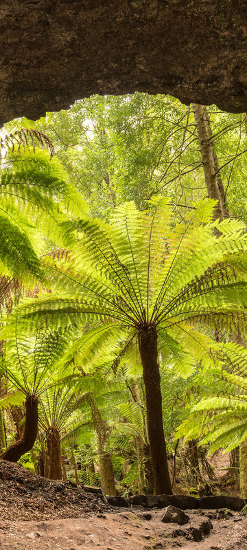 australia tasmania trowutta arch large tarkine drive istk