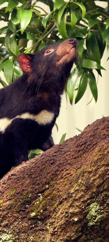 australia tasmanian devil climbing tree istk