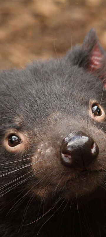 australia tasmanian devil istk