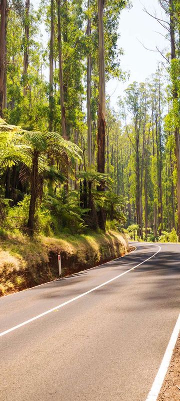 australia victoria road through forest yarra valley istk