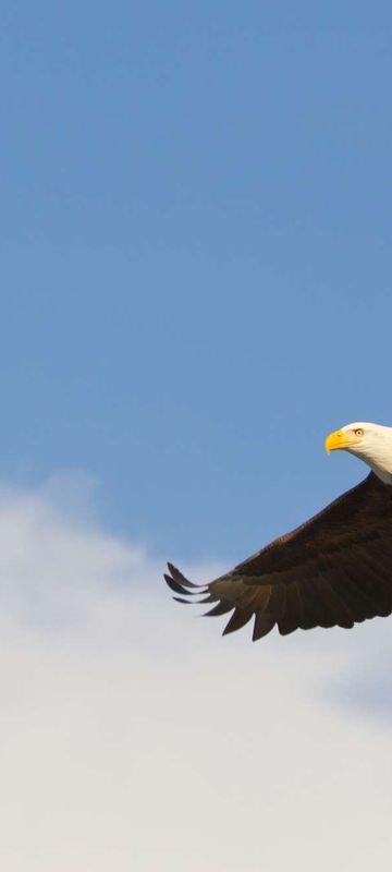 bald eagle in flight istk