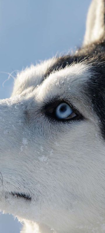 blue eyed husky sled dog istk