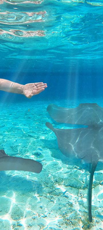 bora bora swimming with manta ray istk