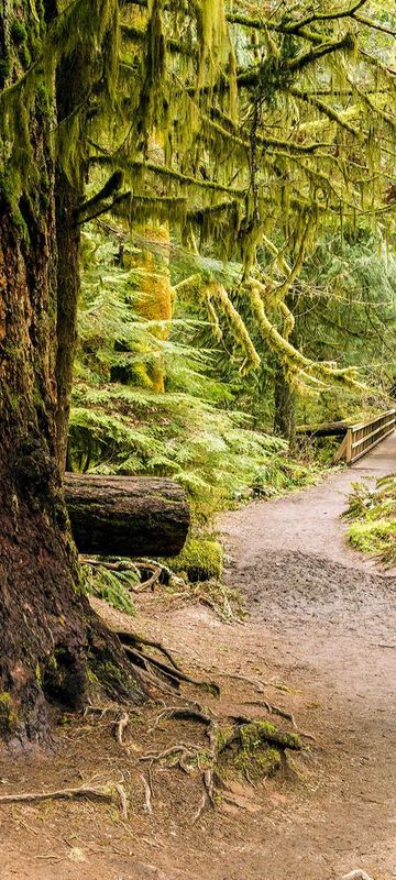 british columbia cathedral grove macmillan prov park vancouver island adstk