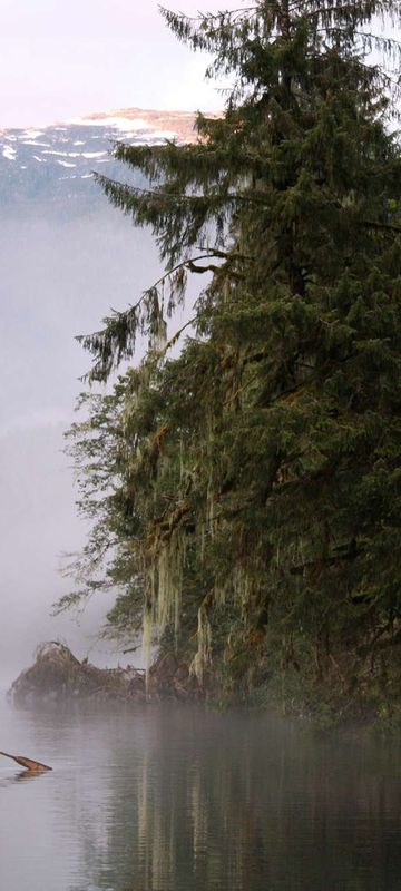 british columbia great bear lodge morning mist boat trip