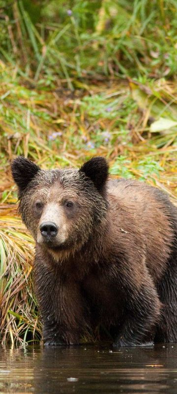 british columbia great bear lodge young bears