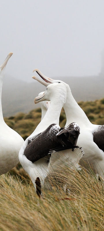 campbell island southern royal albatross istk