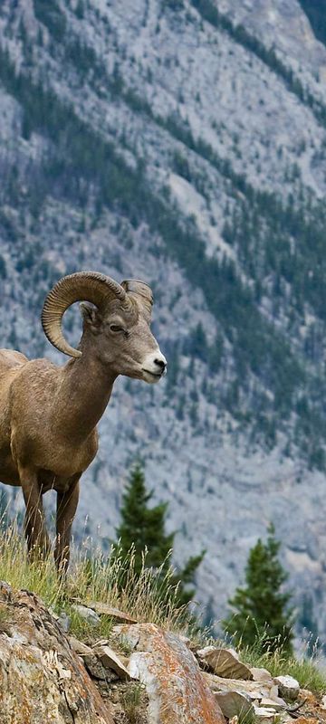 Bighorn sheep