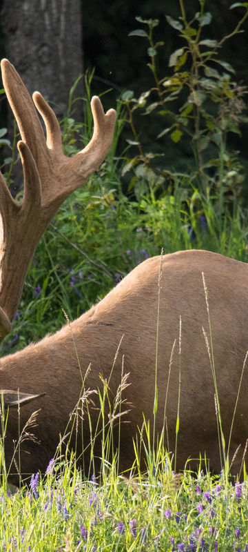 Elk in Banff National Park