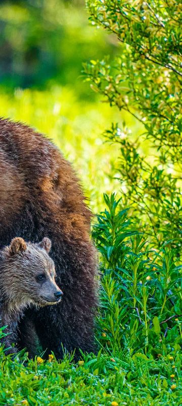 canada alberta grizzly bear and cub istk