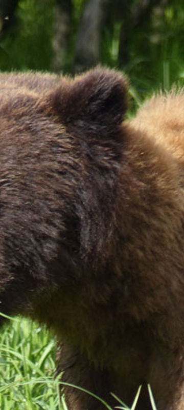 canada bc grizzly bear ll