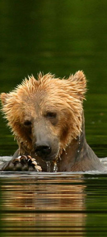 canada bc knight inlet lodge grizzly bears2