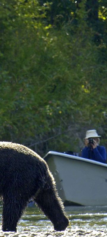 canada bear viewing by boat tweedsmuir provincial park tpl 1