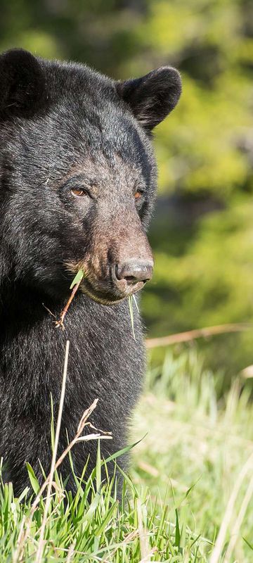 canada black bear in rocky mountains astk