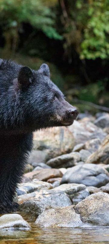 canada british columbia black bear by stream istk