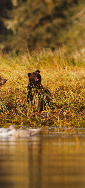 canada british columbia great bear rainforest ctc