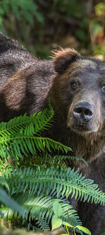 canada british columbia grizzly bear in forest near toba inlet kwr