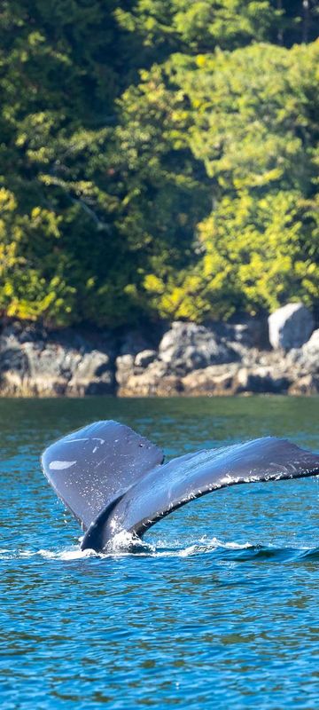 canada british columbia humpback whale tail diving by shoreline istk