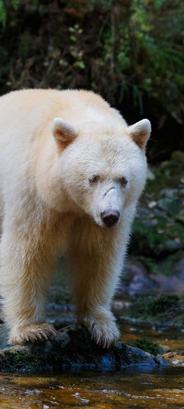 Bear watching