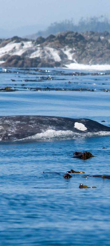 Grey whale near Tofino