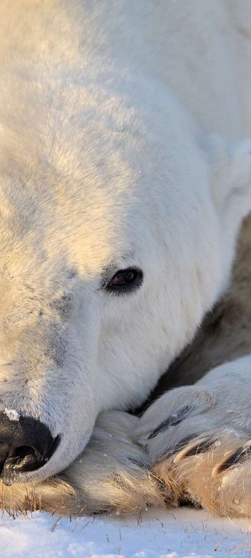 canada churchill sunlit polar bear on tundra istk