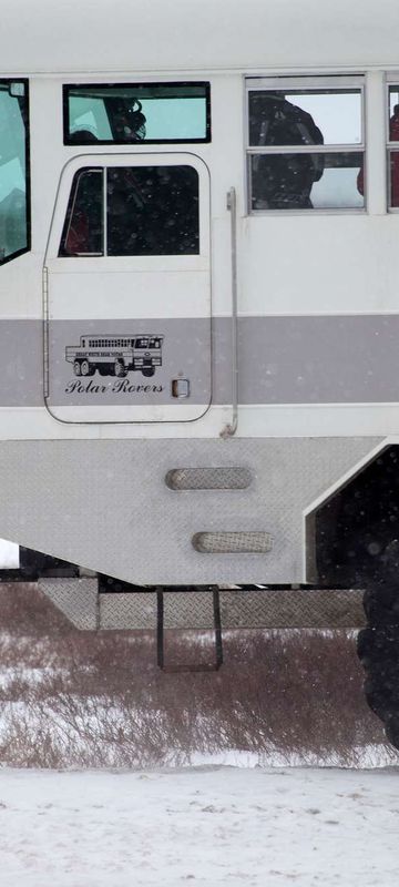 canada curious polar bear approaching rover churchill nha