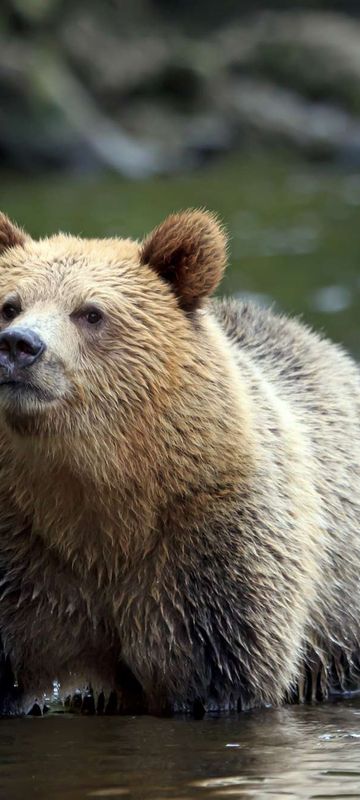 canada grizzly at knight inlet istk