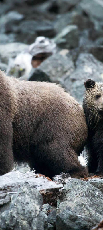 canada grizzly bear and cub in tweedsmuir provincial park tpl