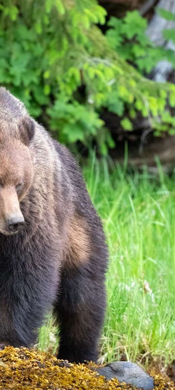 canada grizzly bear great bear rainforest istk