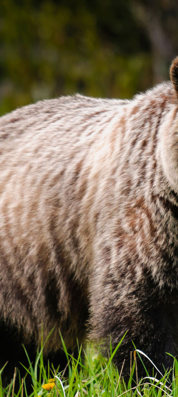 canada grizzly bear in flowers istk