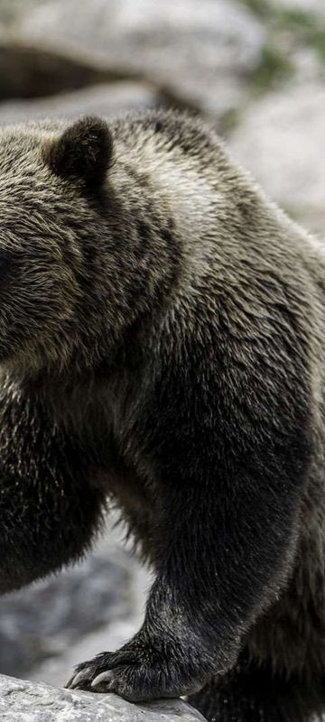 canada grizzly bear on rocky shore istk