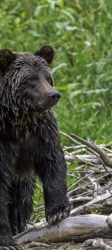 canada grizzly bear on shoreline british columbia astk