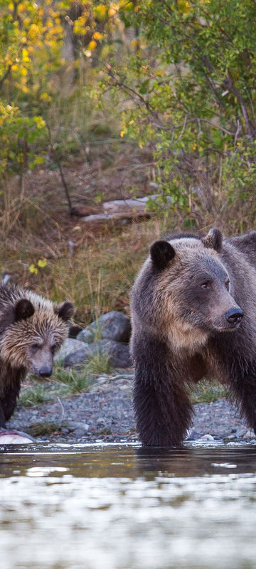 Grizzly bear family at water's edge