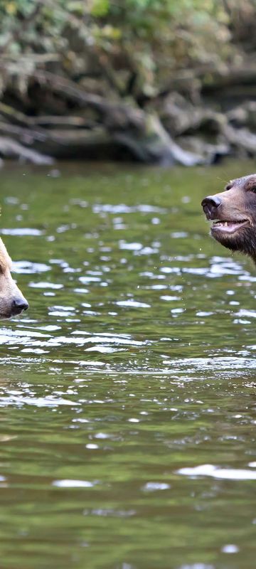 canada grizzly bears in water knight inlet istk