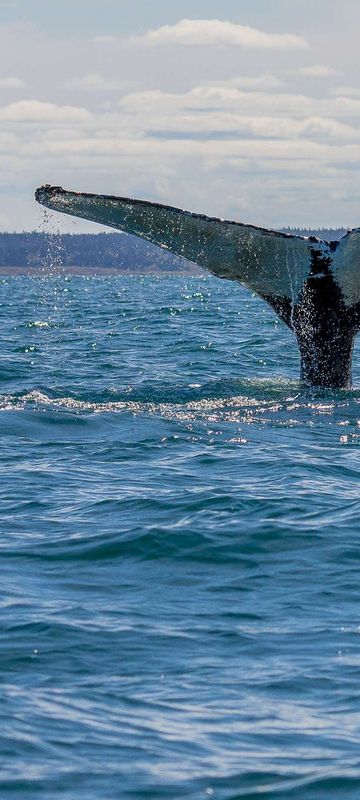 Humpback whale