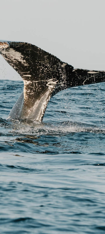 canada humpback whale newfoundland dc