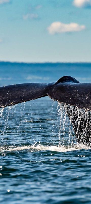 canada humpback whale st lawrence river quebec istk